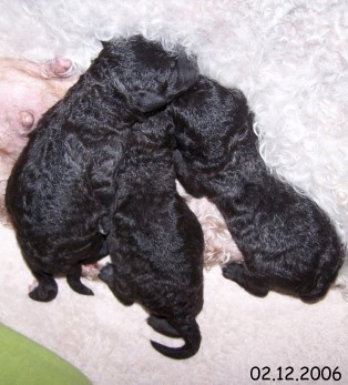 1-Welpen 02.12.2006-1.jpg